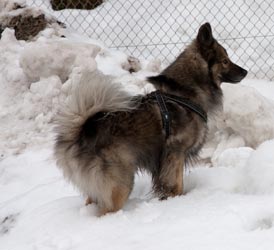 Teddy (Deutscher Schäferhund, Wolfsspitz) Deutscher Schäferhund Wolfsspitz 